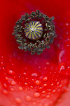 BB 14 0337 / Papaver rhoeas / Kornvalmue